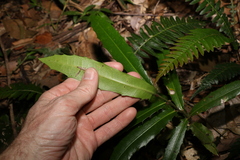 Wilkiea macrophylla