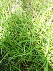 Schizachyrium stoloniferum