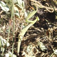 Mantis religiosa