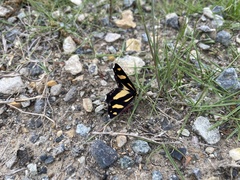 Psychostrophia melanargia