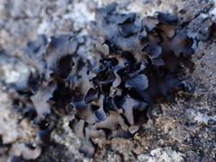 Umbilicaria polyphylla