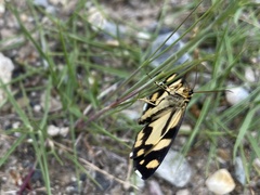 Psychostrophia melanargia