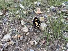 Psychostrophia melanargia