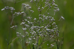 Gypsophila altissima
