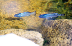 Cyprinodon eremus