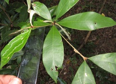 Englerophytum natalense