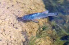 Cyprinodon eremus