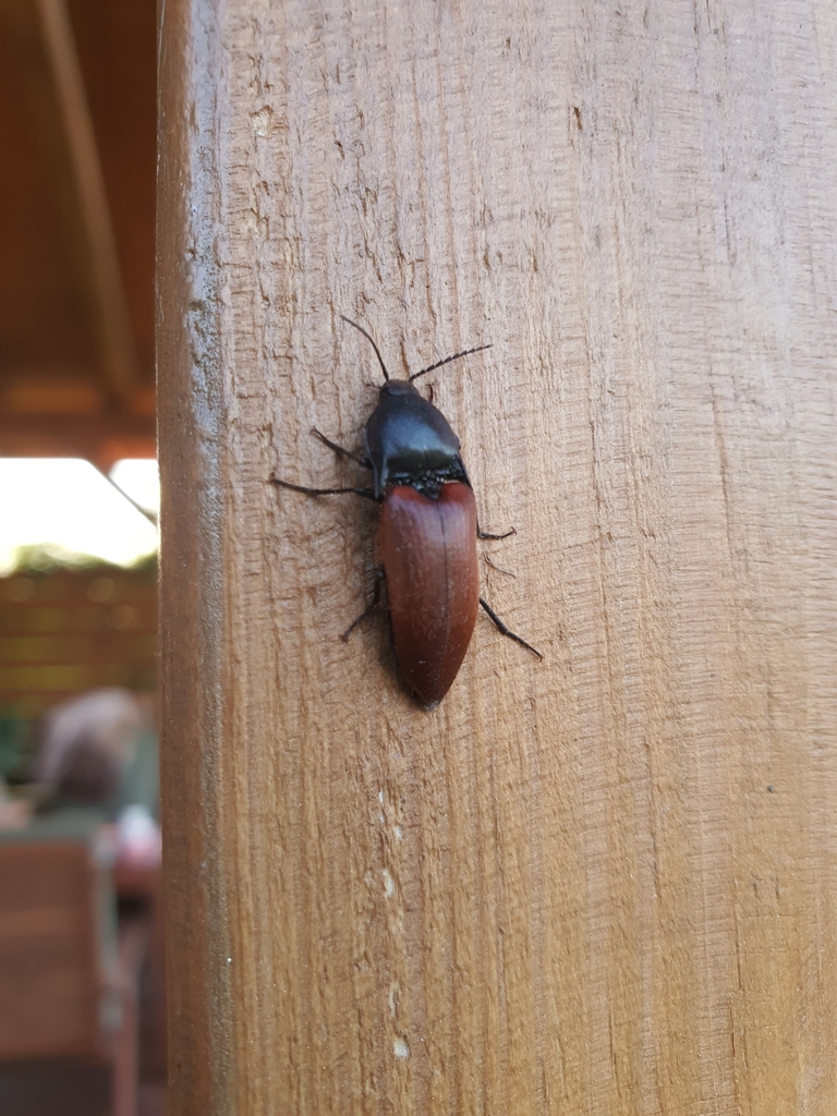 rusty red click beetle