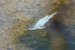 Cyprinodon eremus