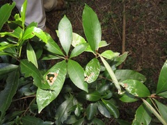 Englerophytum natalense