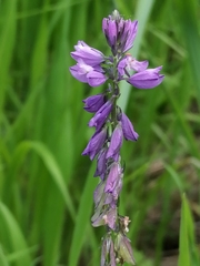 Polygala hybrida