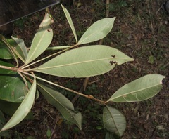 Englerophytum natalense