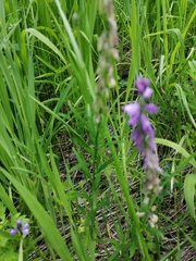 Polygala hybrida