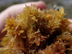 Sphagnum tenellum