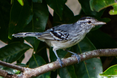 Herpsilochmus longirostris