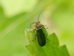 Silis ruficollis