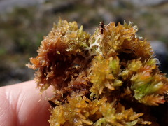Sphagnum tenellum