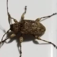 Leptostylopsis terraecolor