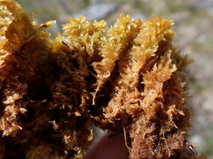 Sphagnum tenellum