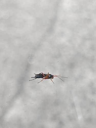 lumok dráždivý (Pimpla rufipes)