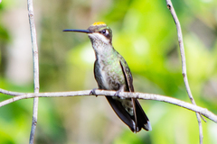 Stripe-Breasted Starthroat photo 3