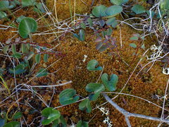 Sphagnum tenellum