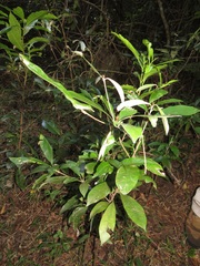 Englerophytum natalense