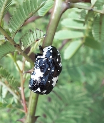 Protaetia aurichalcea