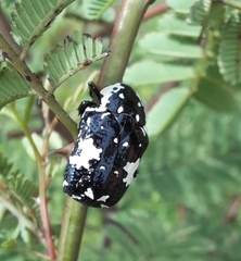 Protaetia aurichalcea