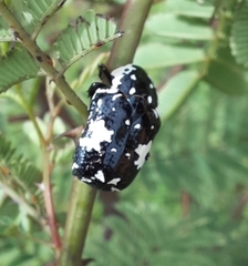 Protaetia aurichalcea