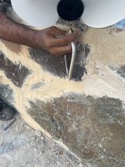 Platyceps rhodorachis