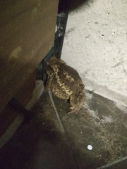 Bufo verrucosissimus