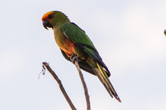 Aratinga auricapillus