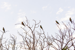 Aratinga auricapillus