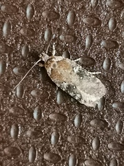 Agonopterix purpurea