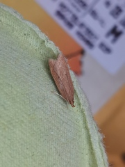 Helcystogramma rufescens