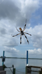 Trichonephila clavipes image