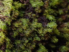 Takakia