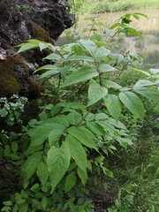 Sambucus sibirica