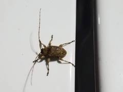 Leptostylopsis terraecolor