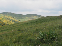 Gentiana lutea