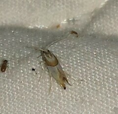 Phyllonorycter roboris