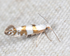 Argyresthia annettella