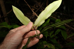Wilkiea macrophylla