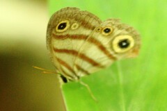 Euptychia