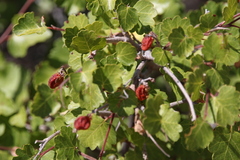 Rhus aromatica simplicifolia