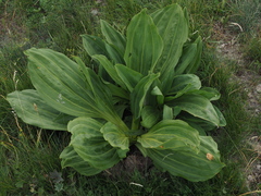 Gentiana lutea