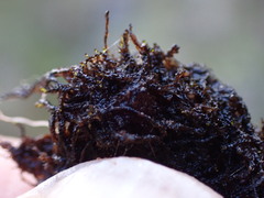 Odontoschisma fluitans