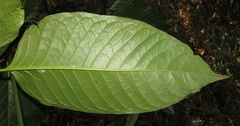 Oxyanthus speciosus
