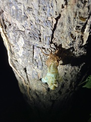 Hyalessa maculaticollis